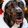 animal, black_fur, bokeh, brindle, brown_fur, christmas, close_up, dog, festive, happy, holiday, outdoor, pet, portrait, reindeer_antlers, santa_hat, smiling, snow, snowflakes, white_fur