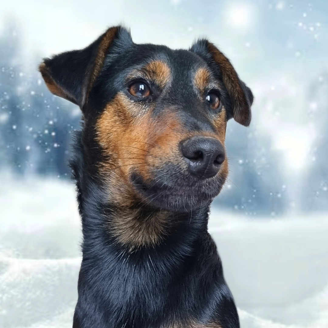Flocky a rejoint le concours — aidez-le/la à gagner de superbes lots ! animal, appenzeller, beagle, canine, dog, germanshepherd, hound, husky, labradorretriever, nature, outdoors, pet, policedog, puppy, snout, snow, terrier, winter