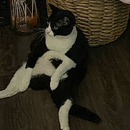 Batman is registered to the contest to win money with this photo: cat, black_and_white, sitting, floor, wooden_floor, basket, blanket, indoor, pet, relaxed, feline, animal, whiskers, tail, domestic_cat, cozy, home, cute, fur, resting