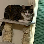 Cheshire joined the competition — help win amazing prizes! cat, tabby_cat, pet, animal, feline, indoor, cat_tree, scratching_post, window, blinds, fur, whiskers, paws, looking, resting, perched, close_up, domestic_cat, household, curious