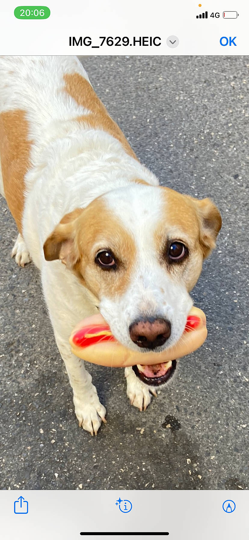 Lila a rejoint le concours — aidez-le/la à gagner de superbes lots ! canidae, carnivore, collar, companion_dog, dog, dog_breed, dog_collar, fawn, fur, hunting_dog, pet_supply, road_surface, snout, sporting_group, street_dog, whiskers, working_animal