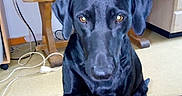 Belle a rejoint le concours — aidez-le/la à gagner de superbes lots ! blue_lacy, borador, carnivoran, dog, dog_breed, dog_like_mammal, labrador_retriever, retriever, snout, sporting_group, weimaraner