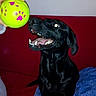 Belle a rejoint le concours — aidez-le/la à gagner de superbes lots ! borador, carnivoran, dog, dog_breed, dog_breed_group, dog_like_mammal, flat_coated_retriever, labrador_retriever, mammal, retriever, snout, sporting_group, weimaraner