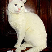 Poupouf participe au concours pour gagner de l'argent avec cette photo : aegean_cat, burmilla, carnivoran, cat, cat_like_mammal, domestic_short_haired_cat, european_shorthair, fauna, fur, german_rex, japanese_bobtail, khao_manee, small_to_medium_sized_cats, turkish_angora, turkish_van, whiskers