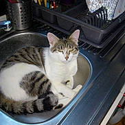 Frimousse participe au concours pour gagner de l'argent avec cette photo : aegean_cat, american_shorthair, cat, cat_like_mammal, domestic_short_haired_cat, european_shorthair, kitten, small_to_medium_sized_cats, tabby_cat, whiskers