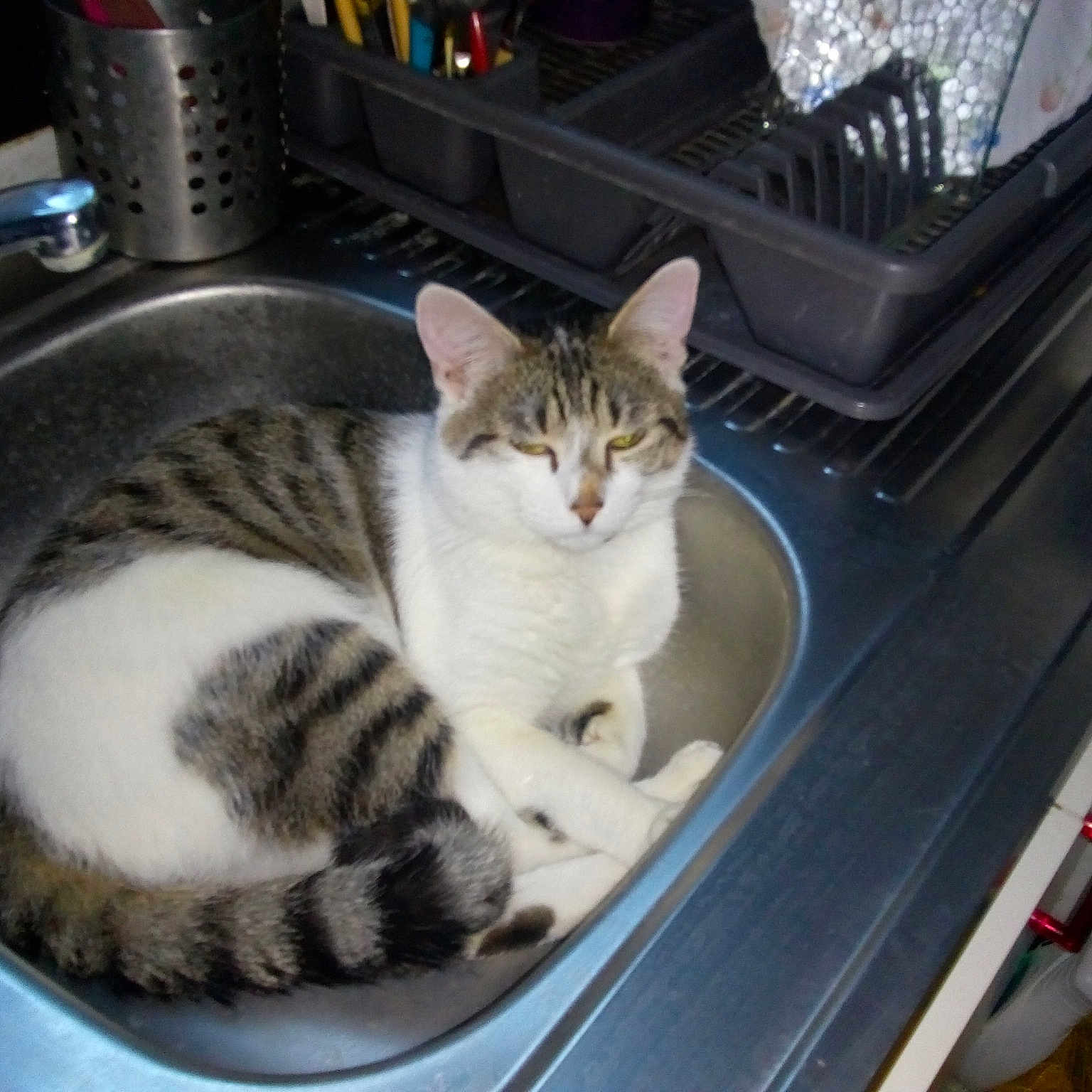 Frimousse
