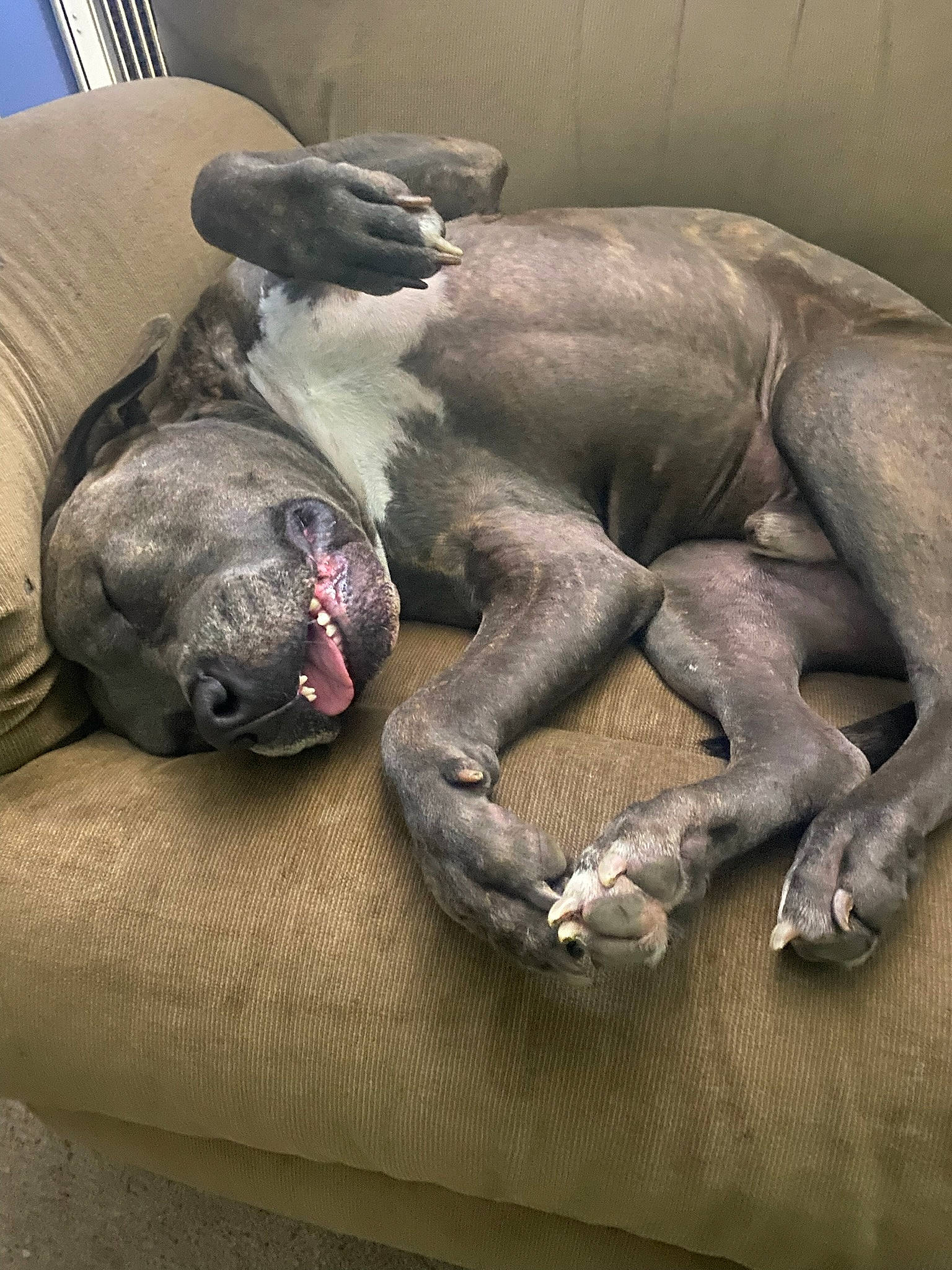 Dolphy joined the competition — help win amazing prizes! art, canidae, carnivore, comfort, companion_dog, couch, dog, dog_breed, fawn, grey, guard_dog, metal, nap, non_sporting_group, snout, sporting_group, terrestrial_animal, toy_dog, working_animal, wrinkle