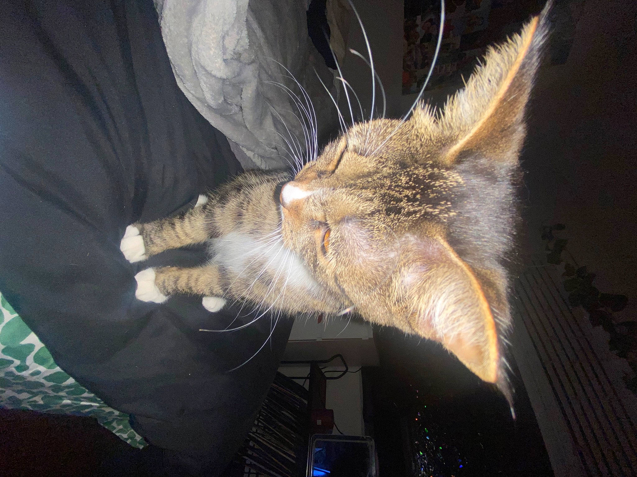 Mochi joined the competition — help win amazing prizes! cat, claw, domestic_short_haired_cat, ear, fashion_accessory, felidae, fur, gesture, paw, safety_glove, small_to_medium_sized_cats, snout, tail, whiskers