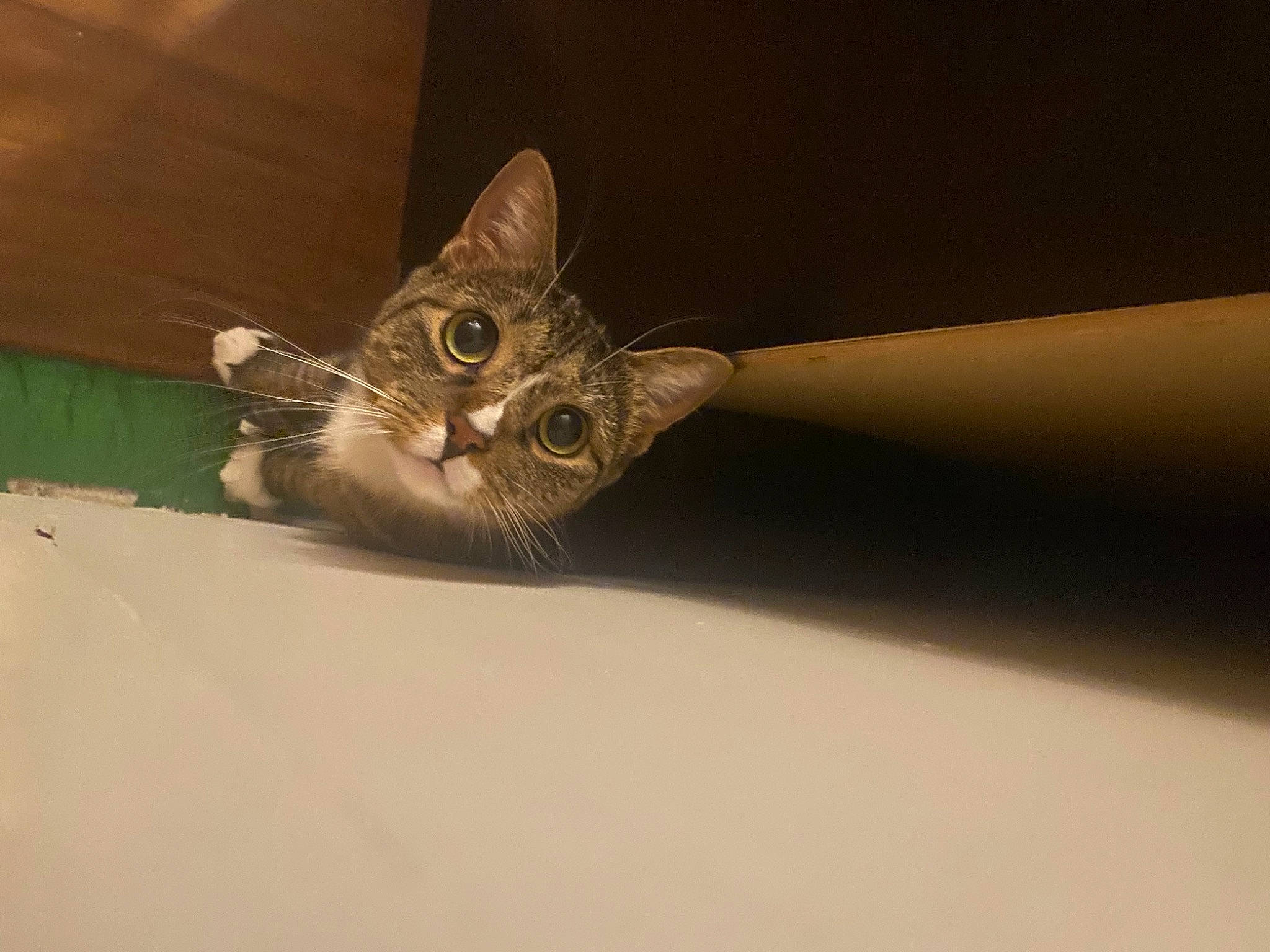 Mochi is registered to the contest to win money with this photo: carnivore, cat, claw, domestic_short_haired_cat, felidae, fur, macro_photography, metal, paw, plant, shadow, small_to_medium_sized_cats, snout, tail, terrestrial_animal, whiskers, wildlife, window, wood