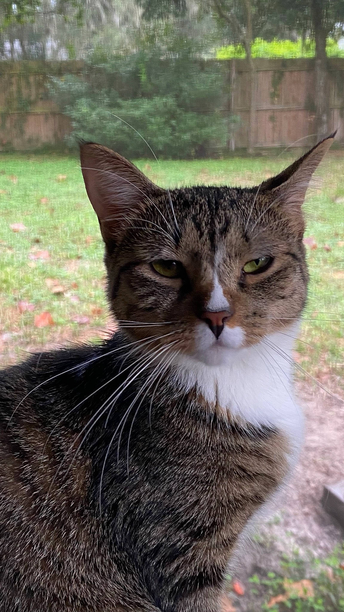 Mochi is registered to the contest to win money with this photo: art, carnivore, cat, domestic_short_haired_cat, felidae, fur, grass, paw, plant, small_to_medium_sized_cats, snout, tail, terrestrial_animal, tree, whiskers, wildlife, window