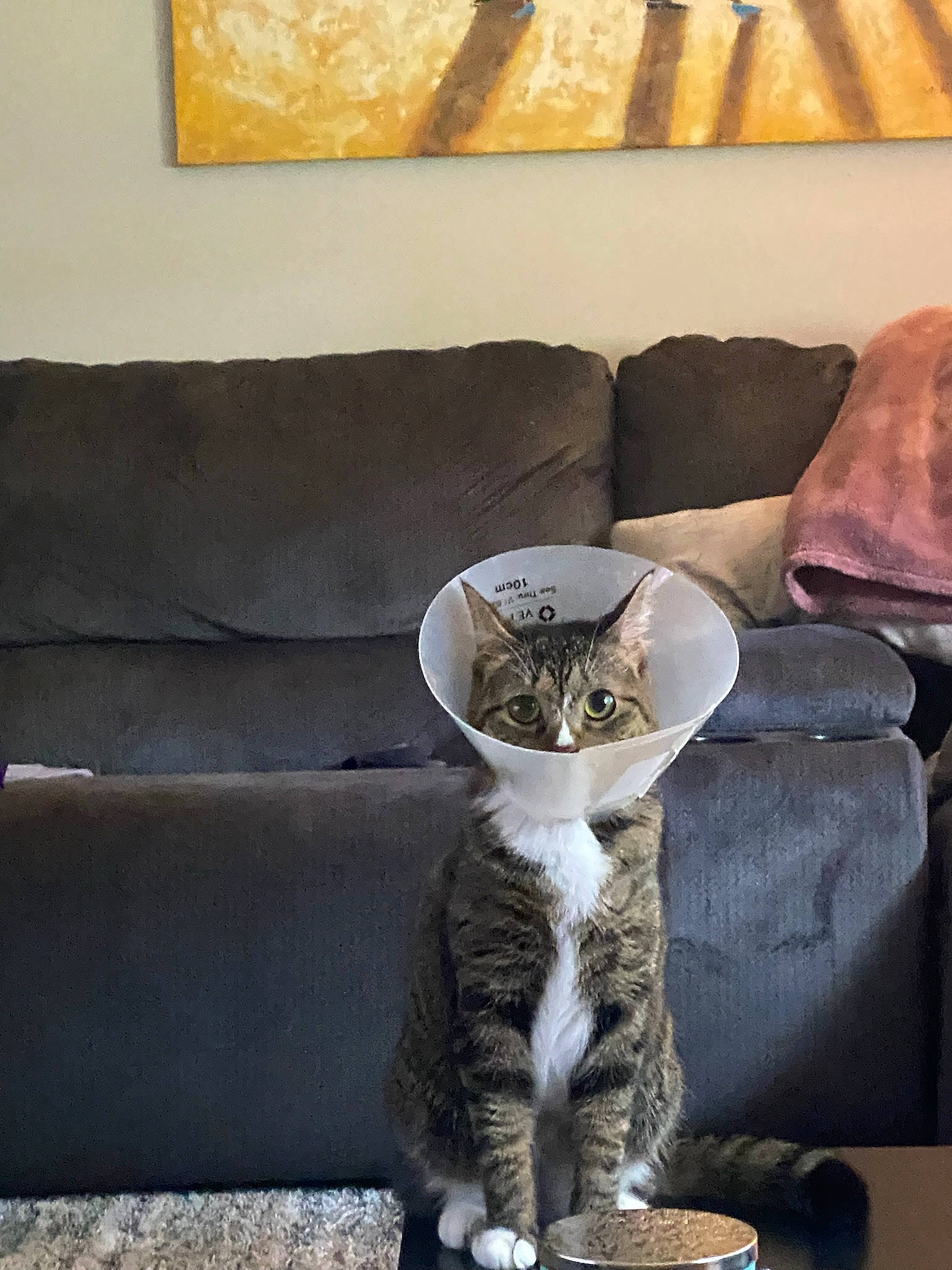 Mochi joined the competition — help win amazing prizes! carnivore, cat, cat_supply, comfort, couch, domestic_short_haired_cat, felidae, fur, furniture, grey, interior_design, living_room, room, small_to_medium_sized_cats, studio_couch, tail, wall, whiskers, window, wood