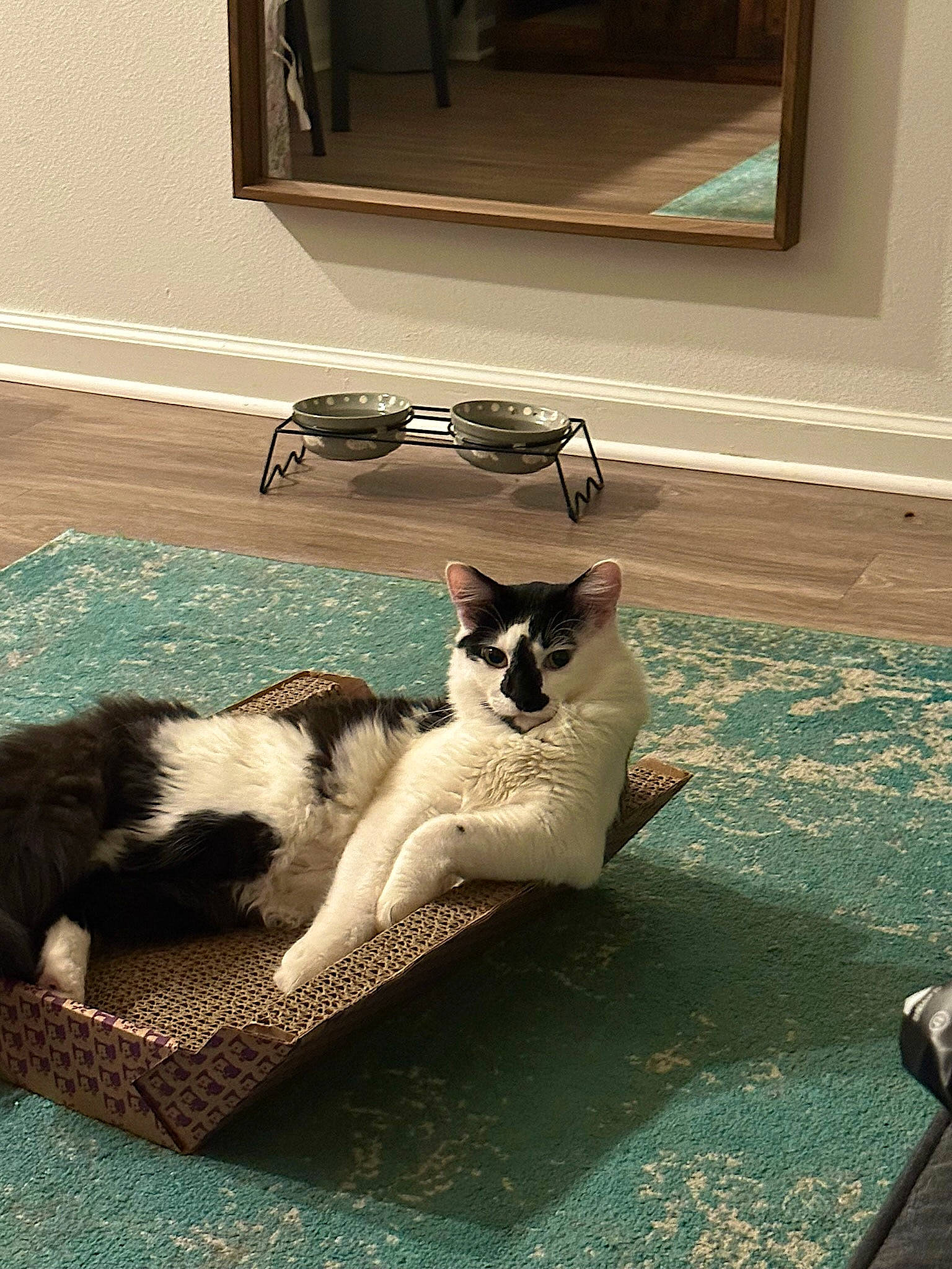 Stewart joined the competition — help win amazing prizes! carnivore, cat, claw, comfort, domestic_short_haired_cat, door, felidae, flooring, fur, hardwood, human_leg, paw, shadow, sitting, small_to_medium_sized_cats, tail, tints_and_shades, whiskers, window, wood