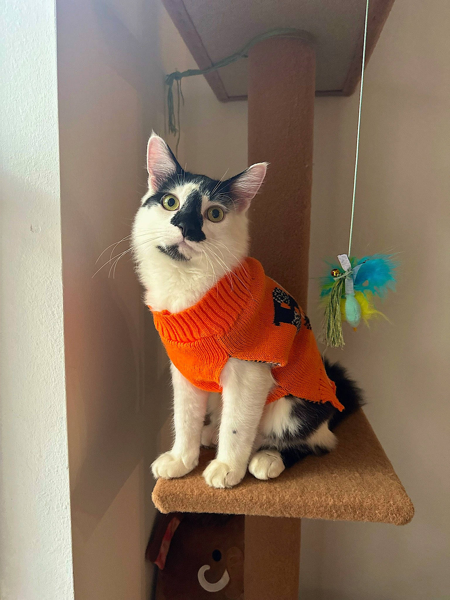 Stewart is registered to the contest to win money with this photo: art, carnivore, cat, domestic_short_haired_cat, fawn, felidae, flooring, fur, grey, paw, room, small_to_medium_sized_cats, stairs, stuffed_toy, tail, tree, whiskers, window, wood, wool