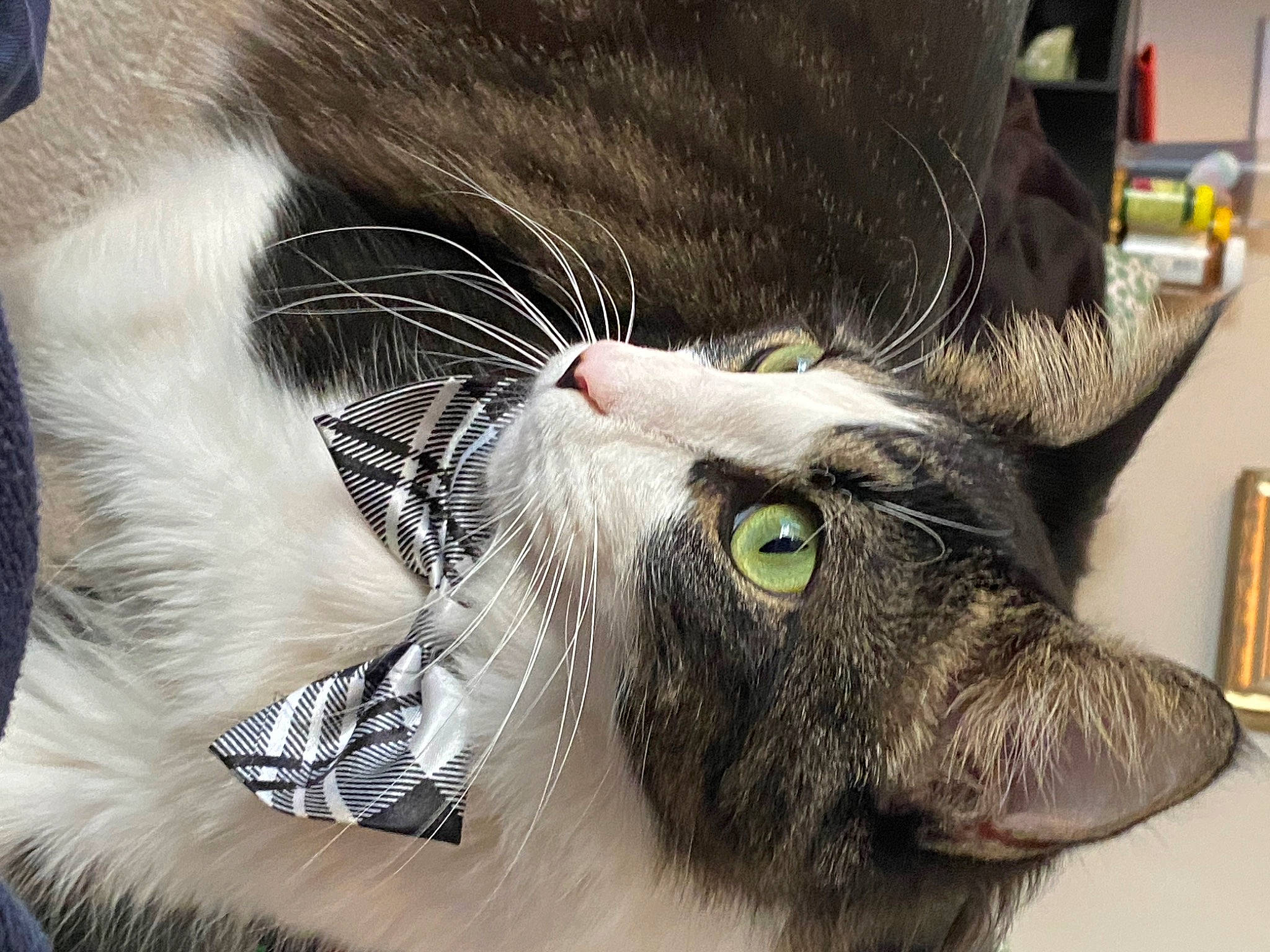 Miso joined the competition — help win amazing prizes! black_cat, carnivore, cat, claw, collar, comfort, domestic_short_haired_cat, ear, felidae, fur, nap, paw, small_to_medium_sized_cats, snout, tail, whiskers, working_animal