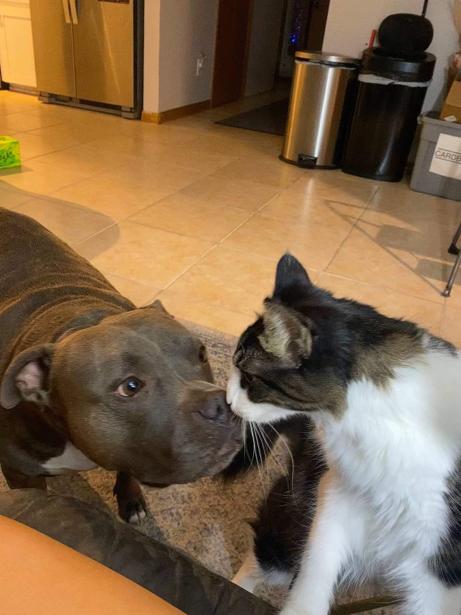 Miso joined the competition — help win amazing prizes! carnivore, cat, collar, comfort, companion_dog, dog, dog_breed, fawn, felidae, floor, flooring, fur, hardwood, plant, small_to_medium_sized_cats, snout, tail, waste_container, whiskers, working_animal