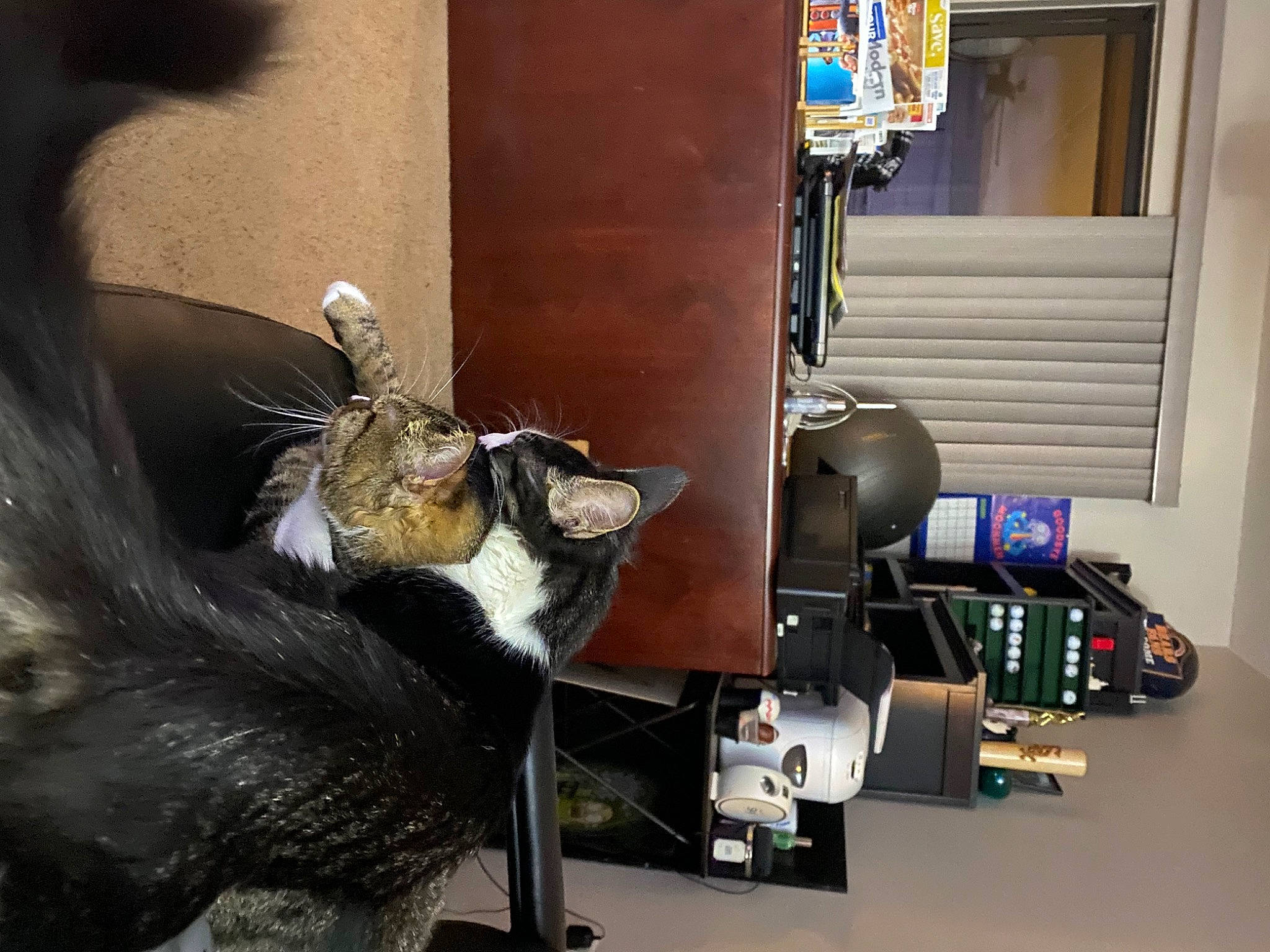 Miso joined the competition — help win amazing prizes! audio_equipment, canidae, carnivore, cat, claw, companion_dog, desktop_computer, domestic_short_haired_cat, door, feather, felidae, fur, machine, office_equipment, office_supplies, room, small_to_medium_sized_cats, table, tail, whiskers