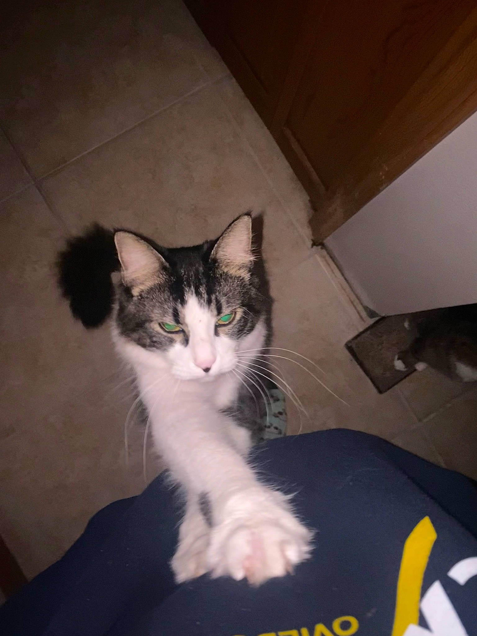 Miso is registered to the contest to win money with this photo: box, carnivore, cat, comfort, domestic_short_haired_cat, door, felidae, flooring, foot, fur, hardwood, human_leg, lap, paw, sitting, small_to_medium_sized_cats, tail, whiskers