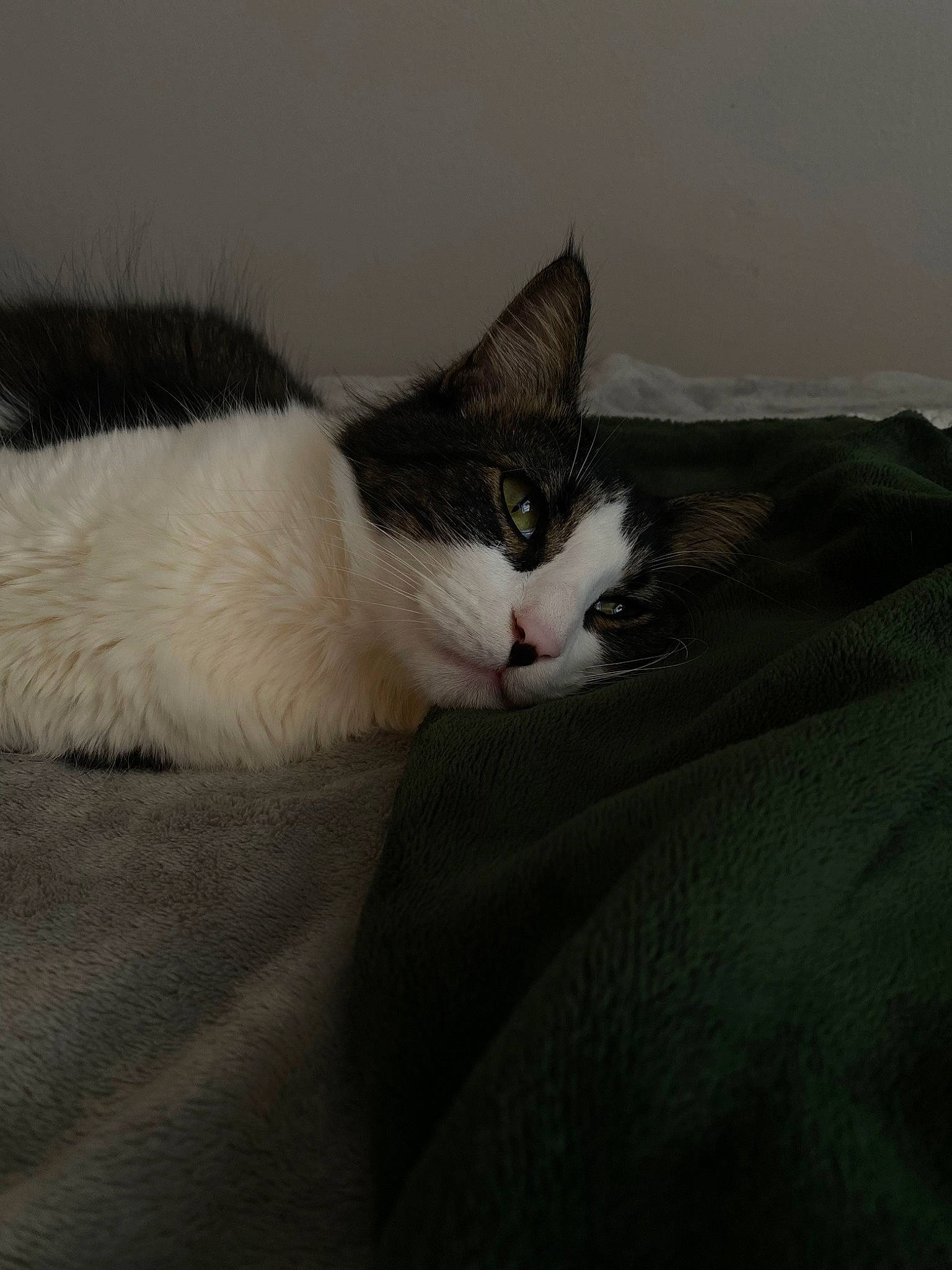 Miso joined the competition — help win amazing prizes! carnivore, cat, comfort, domestic_short_haired_cat, felidae, fur, grey, small_to_medium_sized_cats, snout, tail, whiskers