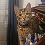 cat, tabby_cat, pet, domestic_animal, feline, collar, bell, desk, pens, markers, wooden_furniture, curtain, indoor, room, shelf, toy_car, close_up, animal_portrait, curious, green_eyes