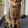 cat, tabby, indoor, collar, bell, tablecloth, striped, tail, sitting, pet, fur, ears, whiskers, face, paw, home, chair, door, plant, relaxed