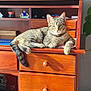 cat, tabby, wooden_desk, drawer, indoor, houseplant, hourglass, framed_photo, sunlight, furniture, relaxing, pet, domestic, living_room, decor, resting, animal, striped, cozy, daylight