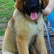 Rocky a rejoint le concours — aidez-le/la à gagner de superbes lots ! dog, puppy, hat, tongue_out, fluffy, outdoor, grass, patio, fence, sitting, canine, brown_fur, black_face, playful, pet, animal, summer, sunlight, cute, young_dog
