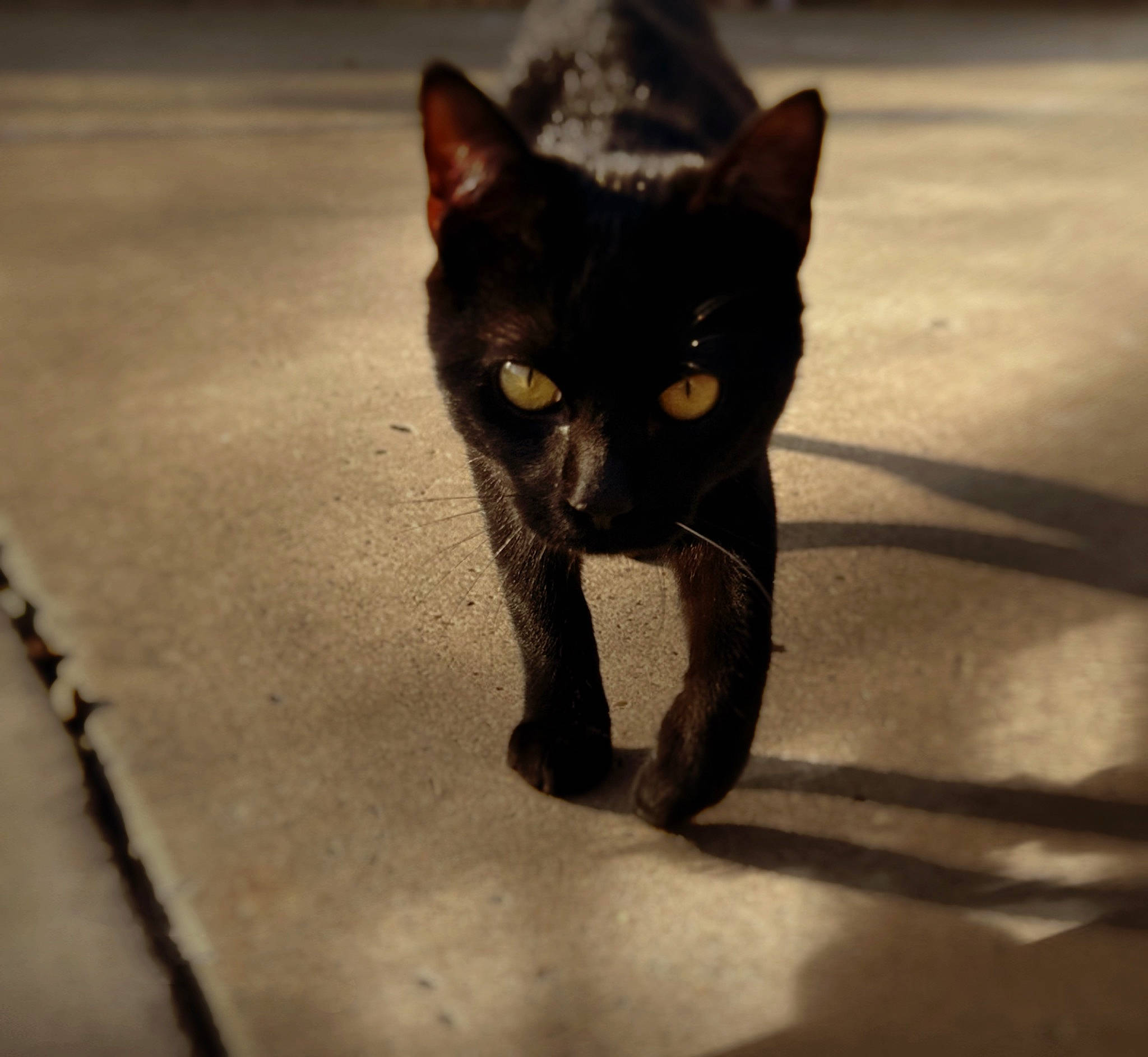 Jinx joined the competition — help win amazing prizes! art, black_cat, bombay, carnivore, cat, domestic_short_haired_cat, felidae, fur, metal, paw, shadow, small_to_medium_sized_cats, snout, tail, terrestrial_animal, tints_and_shades, whiskers, wildlife