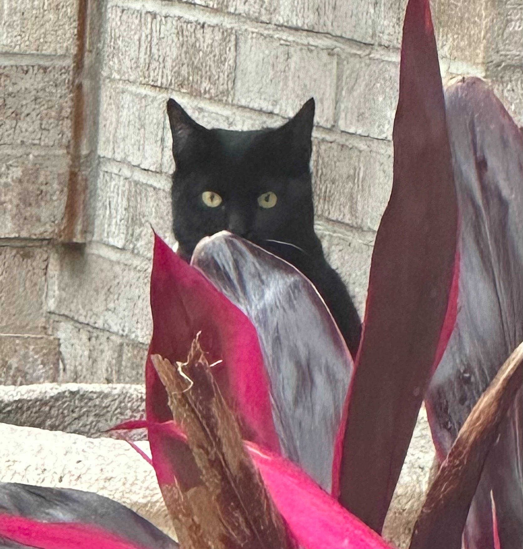 Jinx is registered to the contest to win money with this photo: art, black_cat, bombay, carmine, carnivore, cat, domestic_short_haired_cat, eye, felidae, fur, grey, magenta, organism, plant, purple, small_to_medium_sized_cats, snout, tail, whiskers, wood