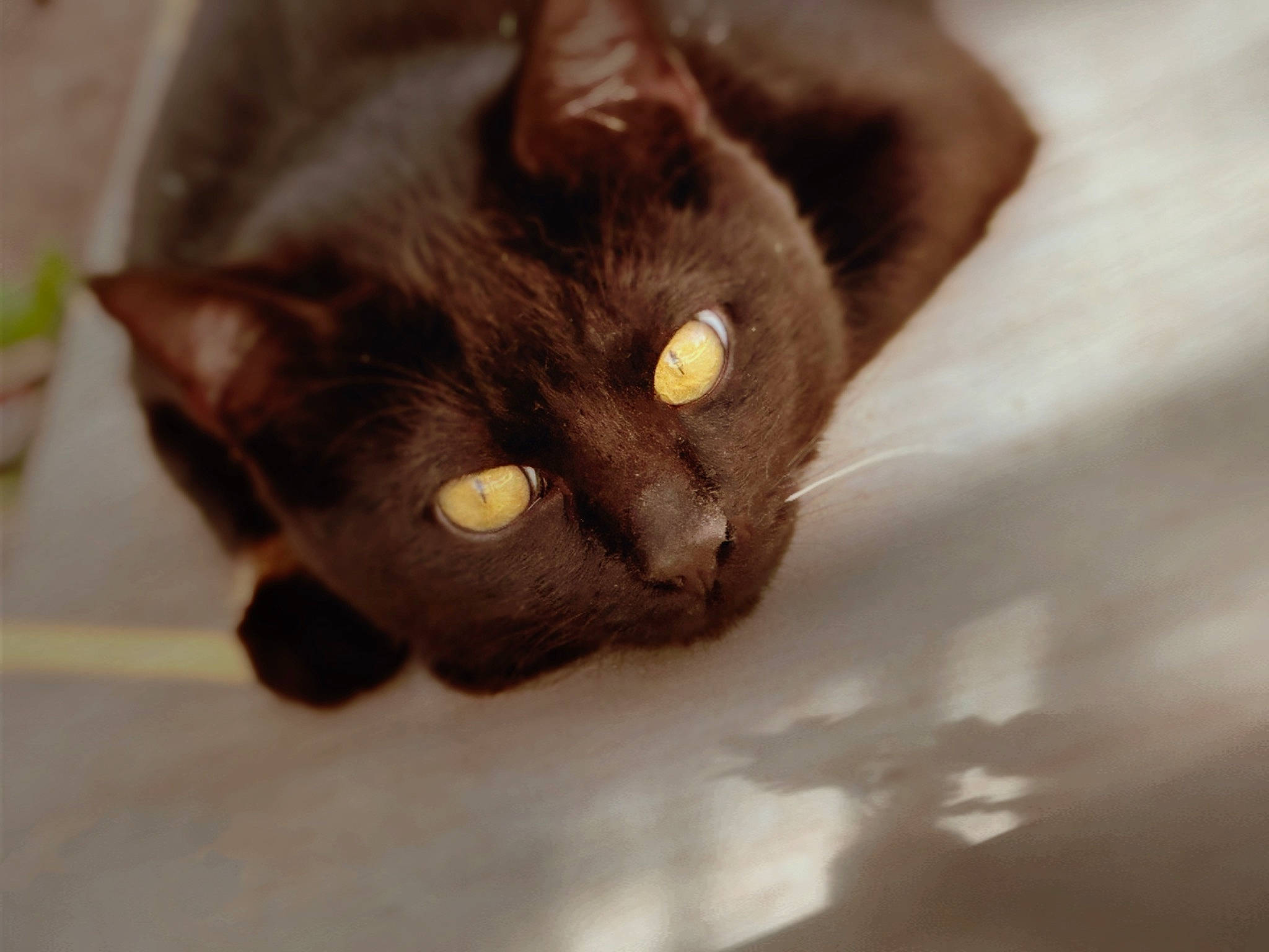 Jinx joined the competition — help win amazing prizes! black_cat, bombay, carnivore, cat, domestic_short_haired_cat, ear, felidae, fur, havana_brown, small_to_medium_sized_cats, snout, whiskers