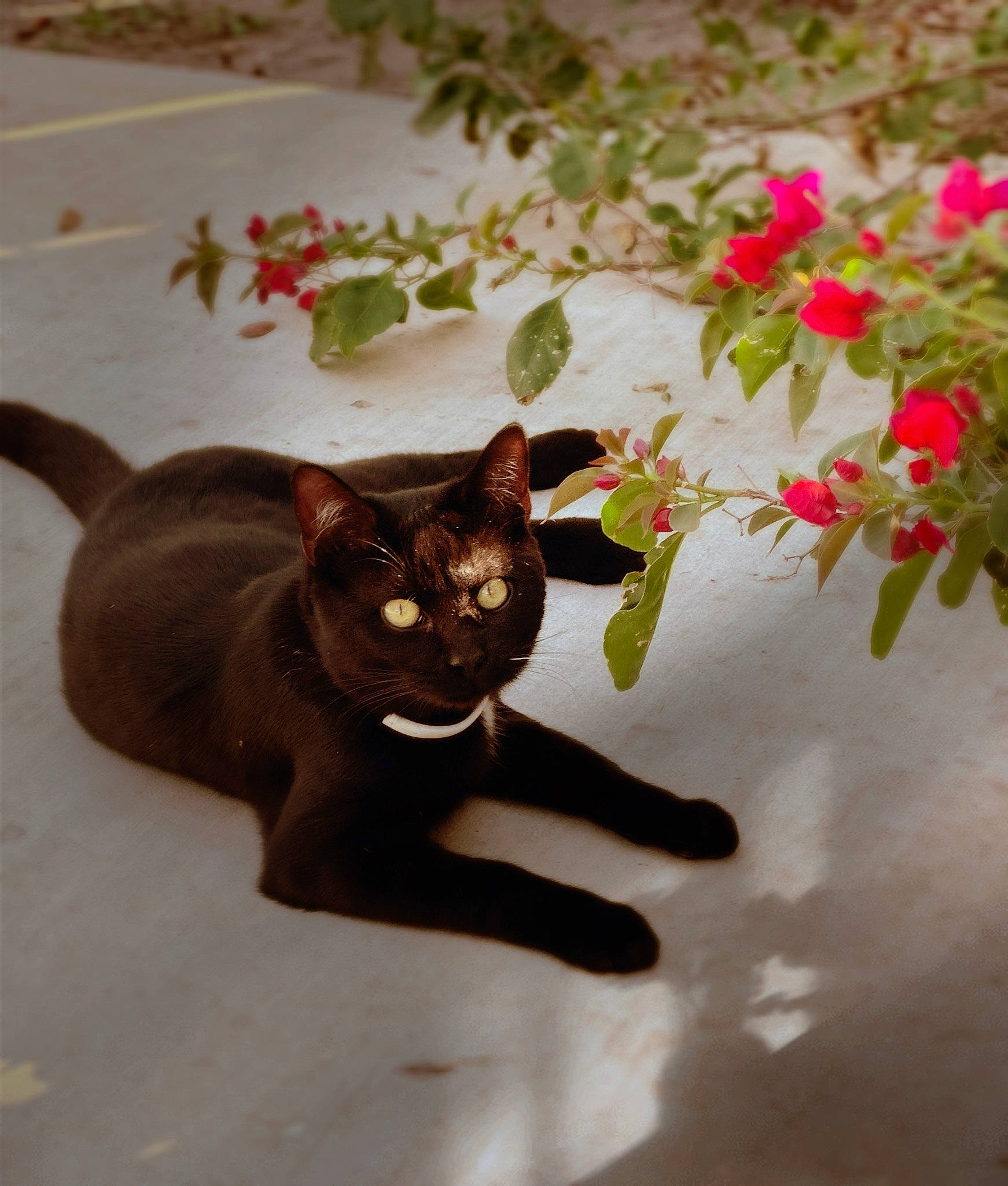 Jinx is registered to the contest to win money with this photo: art, black_cat, carmine, carnivore, cat, domestic_short_haired_cat, fawn, felidae, flower, flowerpot, fur, havana_brown, pedicel, petal, plant, plant_stem, small_to_medium_sized_cats, tail, tree, whiskers