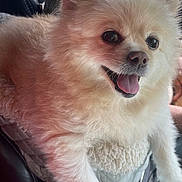 Roxanne joined the competition — help win amazing prizes! dog, fluffy, happy, smiling, tongue_out, pet, indoor, car, seat, cushion, white_fur, closeup, cute, animal, companion, relaxed, friendly, fur, domestic_animal, portrait