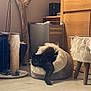black_cat, cat, pet_bed, scratching_post, indoor, furniture, wooden_cabinet, floor, plant, relaxed, cozy, paw, fur, home_interior, cat_lounging, animal, domestic, resting, cute, calm