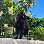 Ross a rejoint le concours — aidez-le/la à gagner de superbes lots ! black_cat, cat, animal, outdoor, garden, plants, flowers, greenery, stone_wall, blue_sky, sunlight, nature, pet, whiskers, fur, leaves, daytime, mammal, curious, standing