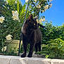 black_cat, cat, animal, outdoor, garden, plants, flowers, greenery, stone_wall, blue_sky, sunlight, nature, pet, whiskers, fur, leaves, daytime, mammal, curious, standing