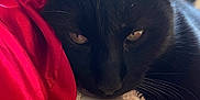 Ross a rejoint le concours — aidez-le/la à gagner de superbes lots ! black_cat, cat, pet, feline, animal, sleepy, resting, fur, whiskers, closeup, indoor, fabric, red_cloth, texture, cozy, relaxed, face, eyes, soft_light, window_light