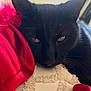 black_cat, cat, pet, feline, animal, sleepy, resting, fur, whiskers, closeup, indoor, fabric, red_cloth, texture, cozy, relaxed, face, eyes, soft_light, window_light