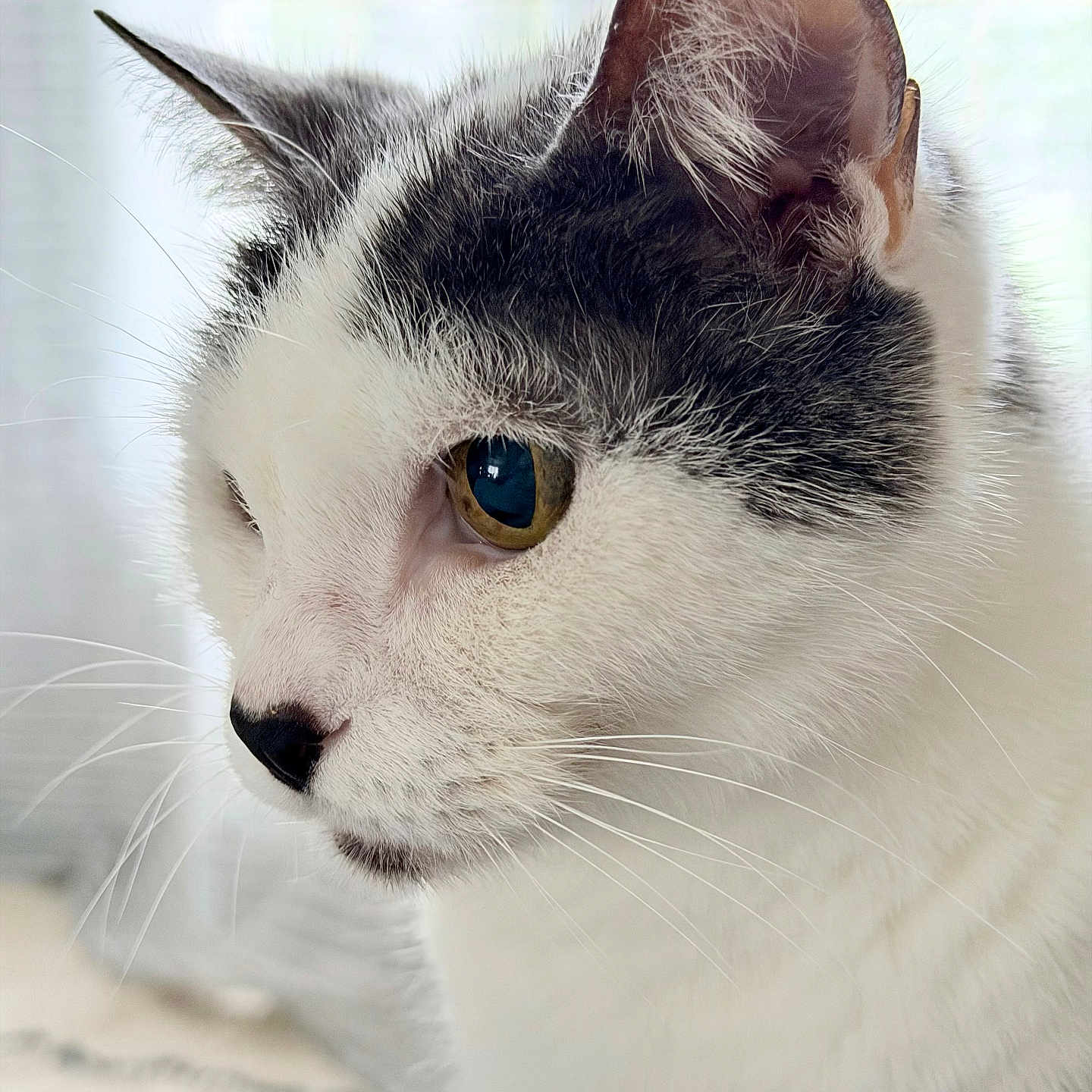 Ajim a rejoint le concours — aidez-le/la à gagner de superbes lots ! animal, calm, cat, close_up, cute, domestic_cat, ear, eye, face, feline, fur, gray, indoor, nose, pet, portrait, side_profile, soft_light, whiskers, white