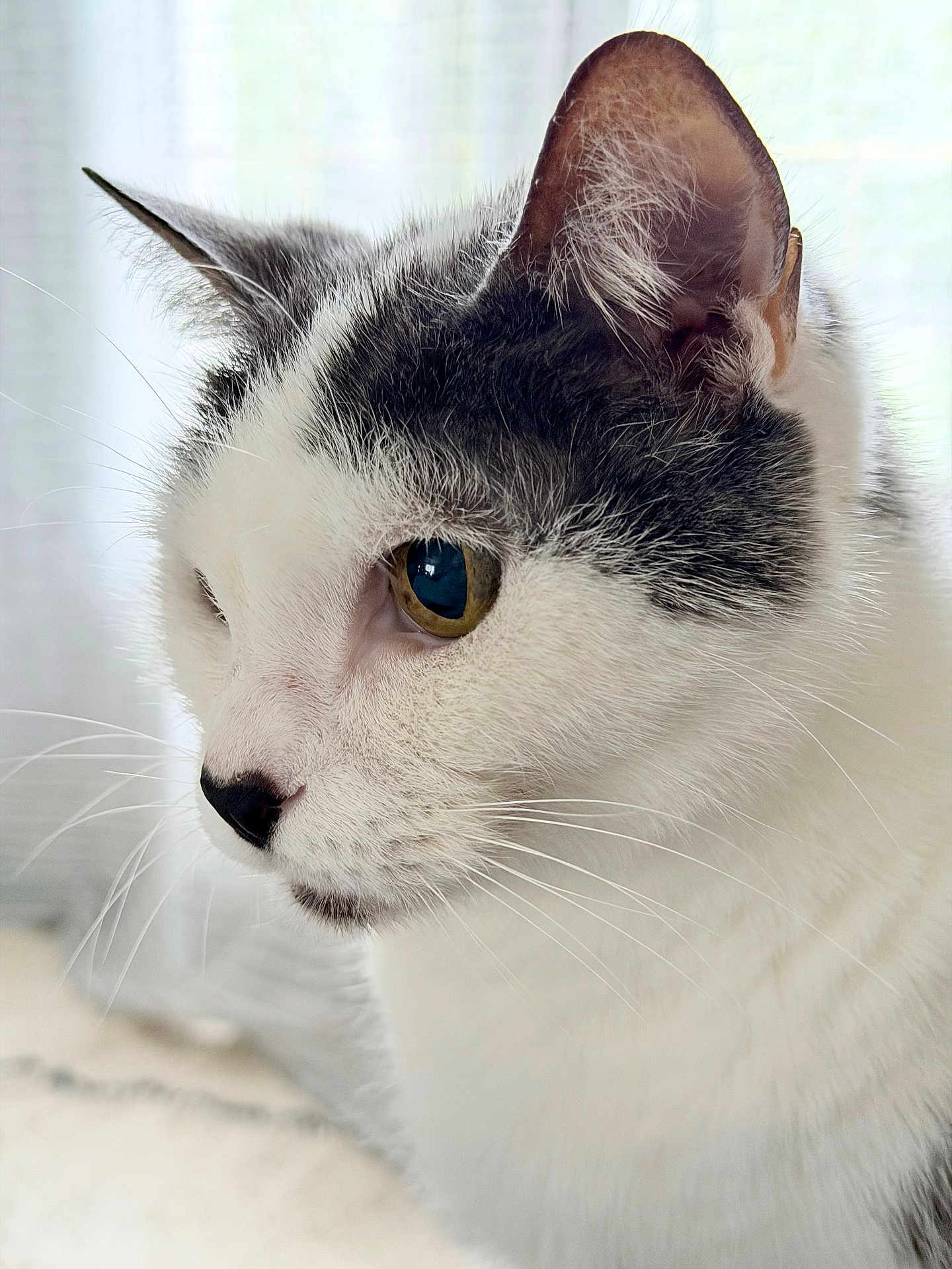Ajim a rejoint le concours — aidez-le/la à gagner de superbes lots ! cat, close_up, white, gray, whiskers, side_profile, fur, pet, animal, indoor, soft_light, portrait, cute, feline, face, eye, nose, ear, domestic_cat, calm