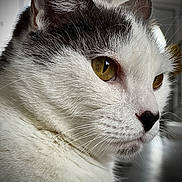 Ajim a rejoint le concours — aidez-le/la à gagner de superbes lots ! cat, close_up, portrait, white_fur, gray_fur, whiskers, amber_eyes, indoor, pet, animal, feline, soft_fur, profile, focus, domestic_cat, cute, face, ears, nose, indoor_lighting