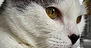 Ajim a rejoint le concours — aidez-le/la à gagner de superbes lots ! amber_eyes, animal, cat, close_up, cute, domestic_cat, ears, face, feline, focus, gray_fur, indoor, indoor_lighting, nose, pet, portrait, profile, soft_fur, whiskers, white_fur