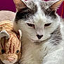 cat, stuffed_animal, toy, close_up, white_cat, gray_cat, fur, ears, whiskers, face, purple_background, soft_toy, snuggling, cute, pet, animal, indoor, cozy, relaxed, portrait