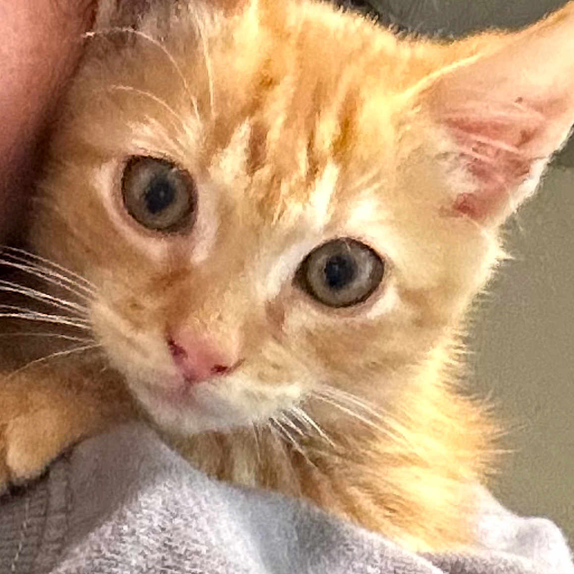 Minggy joined the competition — help win amazing prizes! cat, close_up, cozy, cute, ear, eyes, face, fur, indoor, kitten, looking_at_camera, mammal, orange_tabby, owner_partial, pet, portrait, shoulder, sweater, whiskers, young_animal