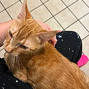 Minggy joined the competition — help win amazing prizes! cat, orange_cat, tabby, pet, sitting_on_lap, human_hand, tiled_floor, pajama_pants, stars_pattern, pink_sock, whiskers, fur, ears, close_up, indoor, cozy, lap, domestic_animal, companion, tile_grid