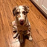 Enzo joined the competition — help win amazing prizes! dog, puppy, pet, animal, sitting, portrait, floppy_ears, brown_and_white, tongue_out, happy, looking_at_camera, clothing, outfit, kitchen, hardwood_floor, home, cabinets, indoor, cute, photography