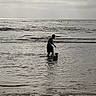 Enzo joined the competition — help win amazing prizes! dog, person, beach, ocean, sea, shoreline, seawater, waves, surf, sand, coast, outdoor, overcast, cloudy_sky, swimming, wading, reflection, silhouette, beachgoers, landscape