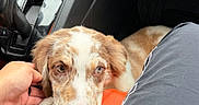 Enzo joined the competition — help win amazing prizes! puppy, dog, animal, pet, brown_and_white, speckled, floppy_ears, blue_eyes, portrait, car, vehicle, passenger_seat, dashboard, gear_shift, interior, hand, petting, road_trip, cute, close_up