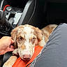 puppy, dog, animal, pet, brown_and_white, speckled, floppy_ears, blue_eyes, portrait, car, vehicle, passenger_seat, dashboard, gear_shift, interior, hand, petting, road_trip, cute, close_up