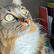 Roméo a rejoint le concours — aidez-le/la à gagner de superbes lots ! animal, background, cat, close_up, curious, detail, eyes, face, feline, fur, household, indoor, looking_up, notebooks, pet, portrait, soft_light, tabby, whiskers, yellow_eyes