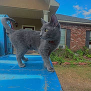 Smokey joined the competition — help win amazing prizes! cat, gray_cat, outdoor, blue_surface, house, brick_house, window, sky, clouds, grass, plant, column, door, curious, animal, pet, feline, walking, daylight, scratches