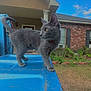 cat, gray_cat, outdoor, blue_surface, house, brick_house, window, sky, clouds, grass, plant, column, door, curious, animal, pet, feline, walking, daylight, scratches